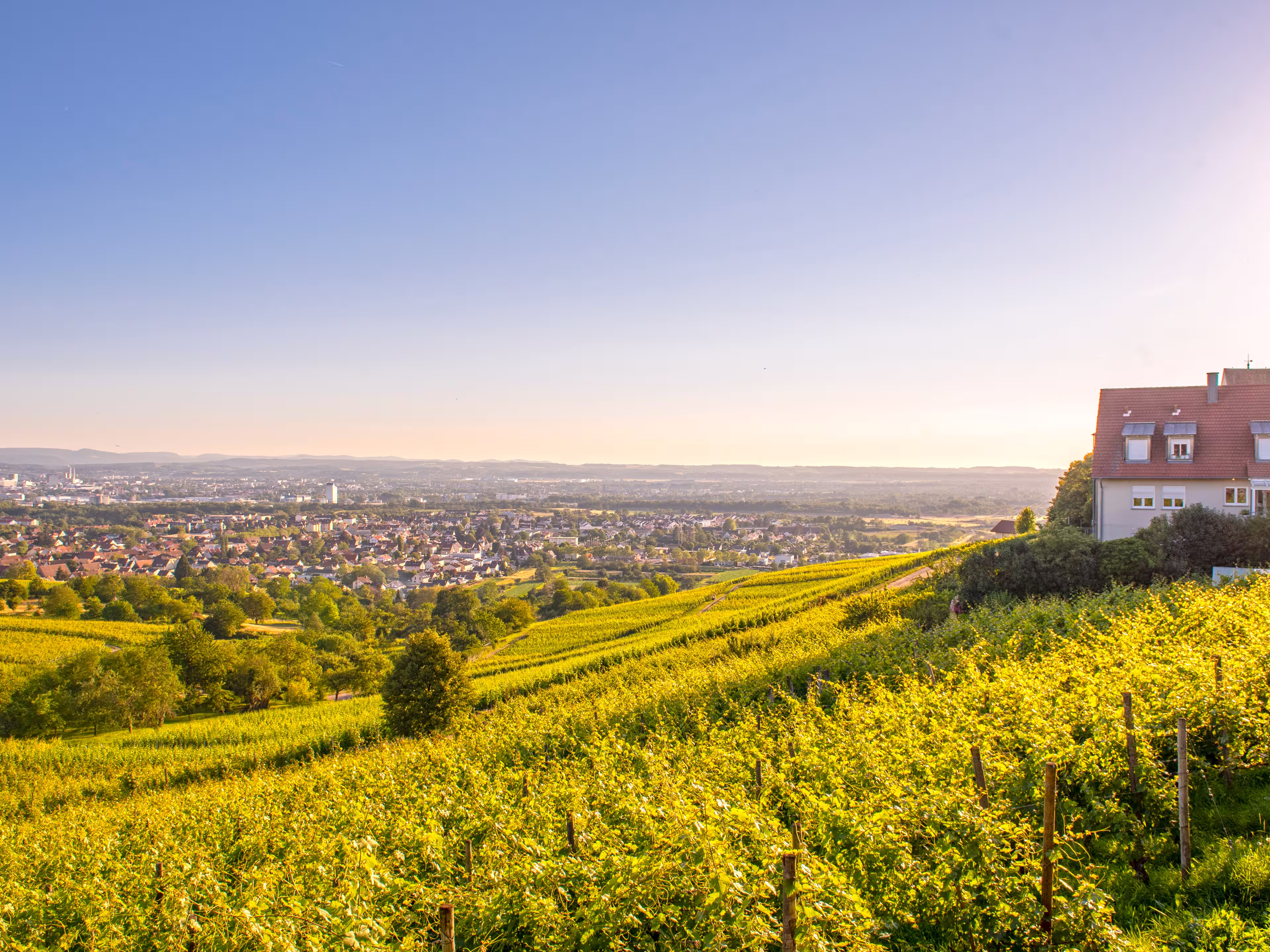 Blick über Weinberge bei Lörrach