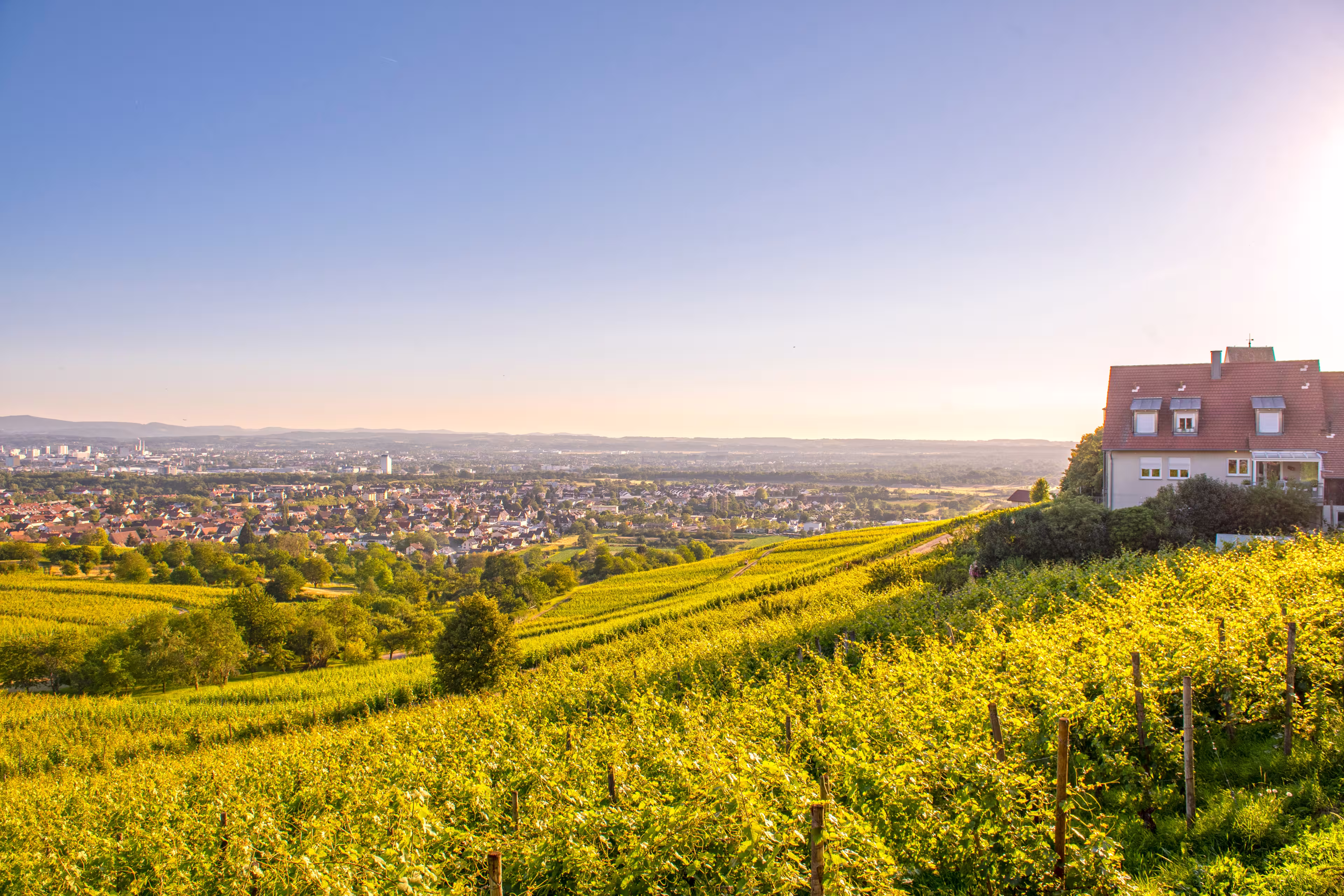 Blick über Weinberge bei Lörrach