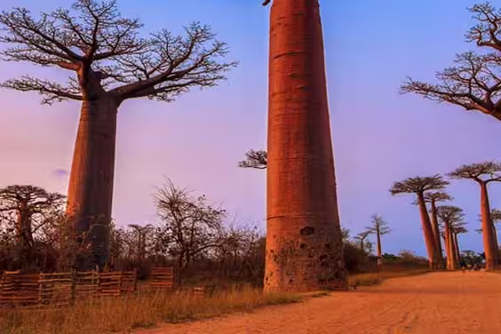 Madagascar Baobabs & Beyond - 1