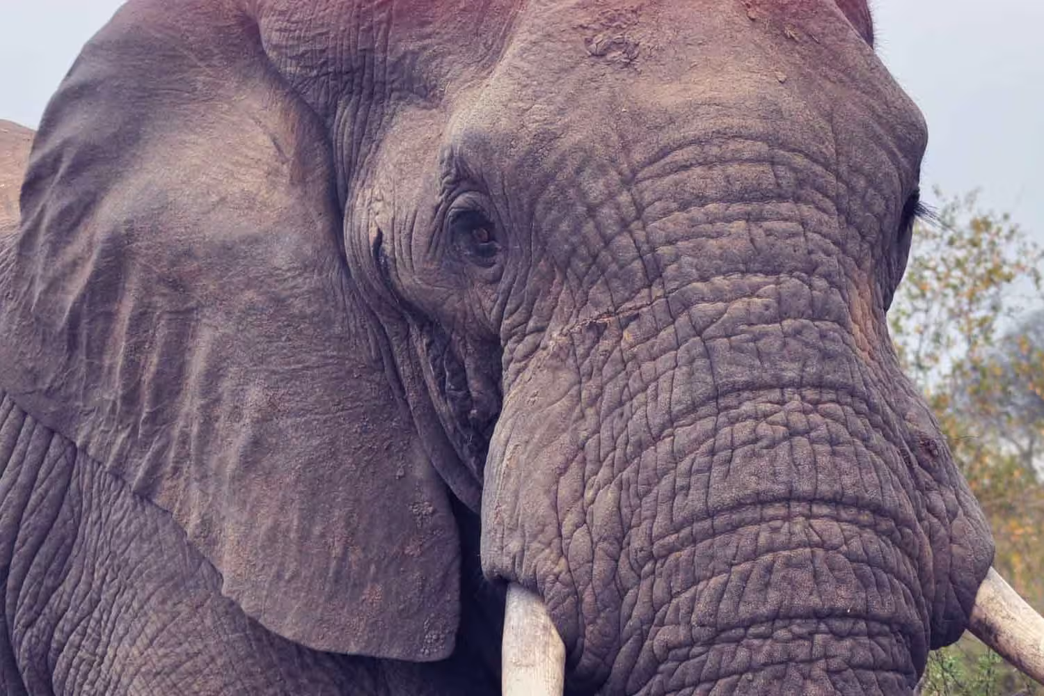 South Africa Elephant Safari park