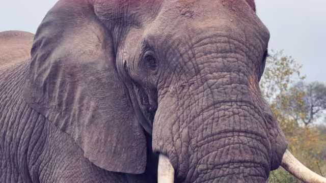 South Africa Elephant Safari park
