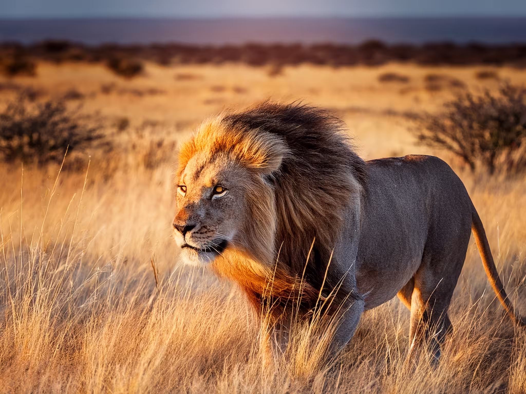 Lion with mane in Etosha, Namibia. African lion walking in the grass, with beautiful evening light. Wildlife scene from nature. Animal in the habitat.