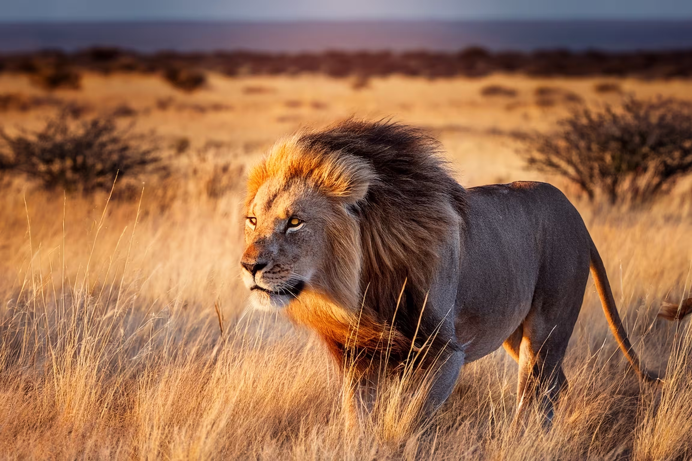 Lion with mane in Etosha, Namibia. African lion walking in the grass, with beautiful evening light. Wildlife scene from nature. Animal in the habitat.