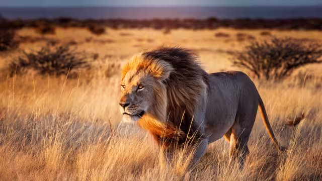 Lion with mane in Etosha, Namibia. African lion walking in the grass, with beautiful evening light. Wildlife scene from nature. Animal in the habitat.
