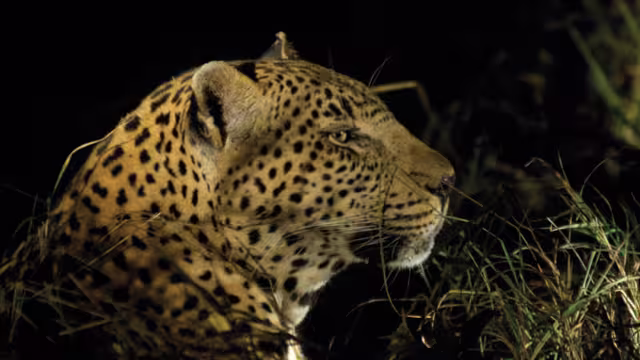 Leopard, Kruger National Park