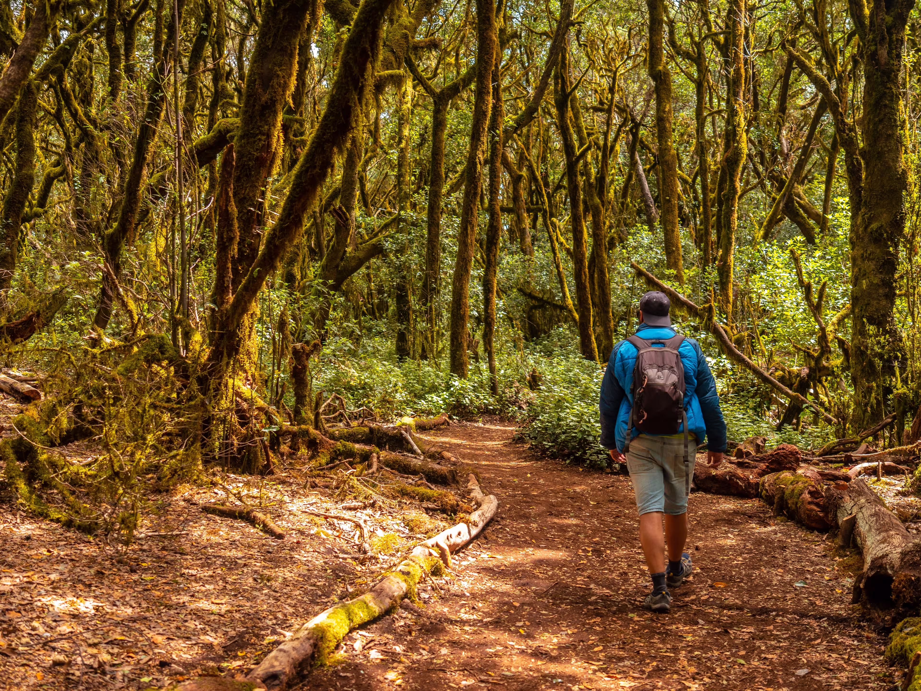 Man on a trekking in Garajonay del Bosque natural park in La Gomera, Canary Islands. Trees with moss, humid forest on the path of Raso de la Bruma and Risquillos de Corgo