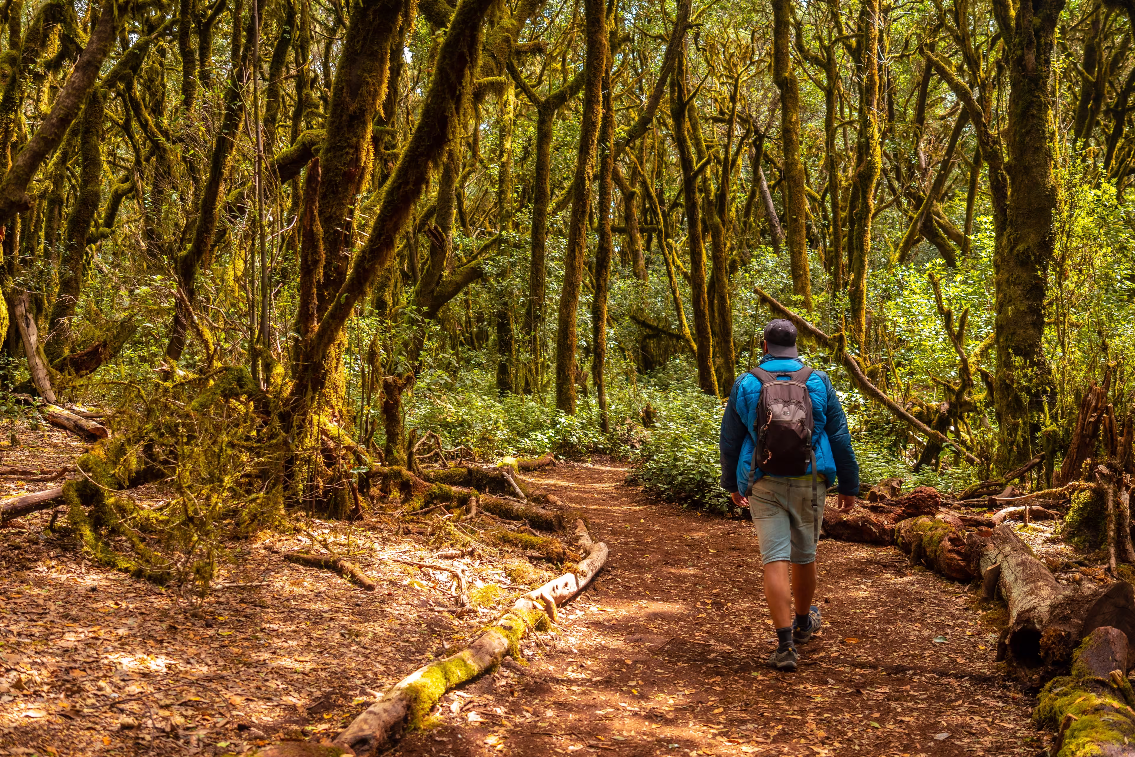 Man on a trekking in Garajonay del Bosque natural park in La Gomera, Canary Islands. Trees with moss, humid forest on the path of Raso de la Bruma and Risquillos de Corgo