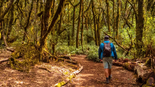 Man on a trekking in Garajonay del Bosque natural park in La Gomera, Canary Islands. Trees with moss, humid forest on the path of Raso de la Bruma and Risquillos de Corgo