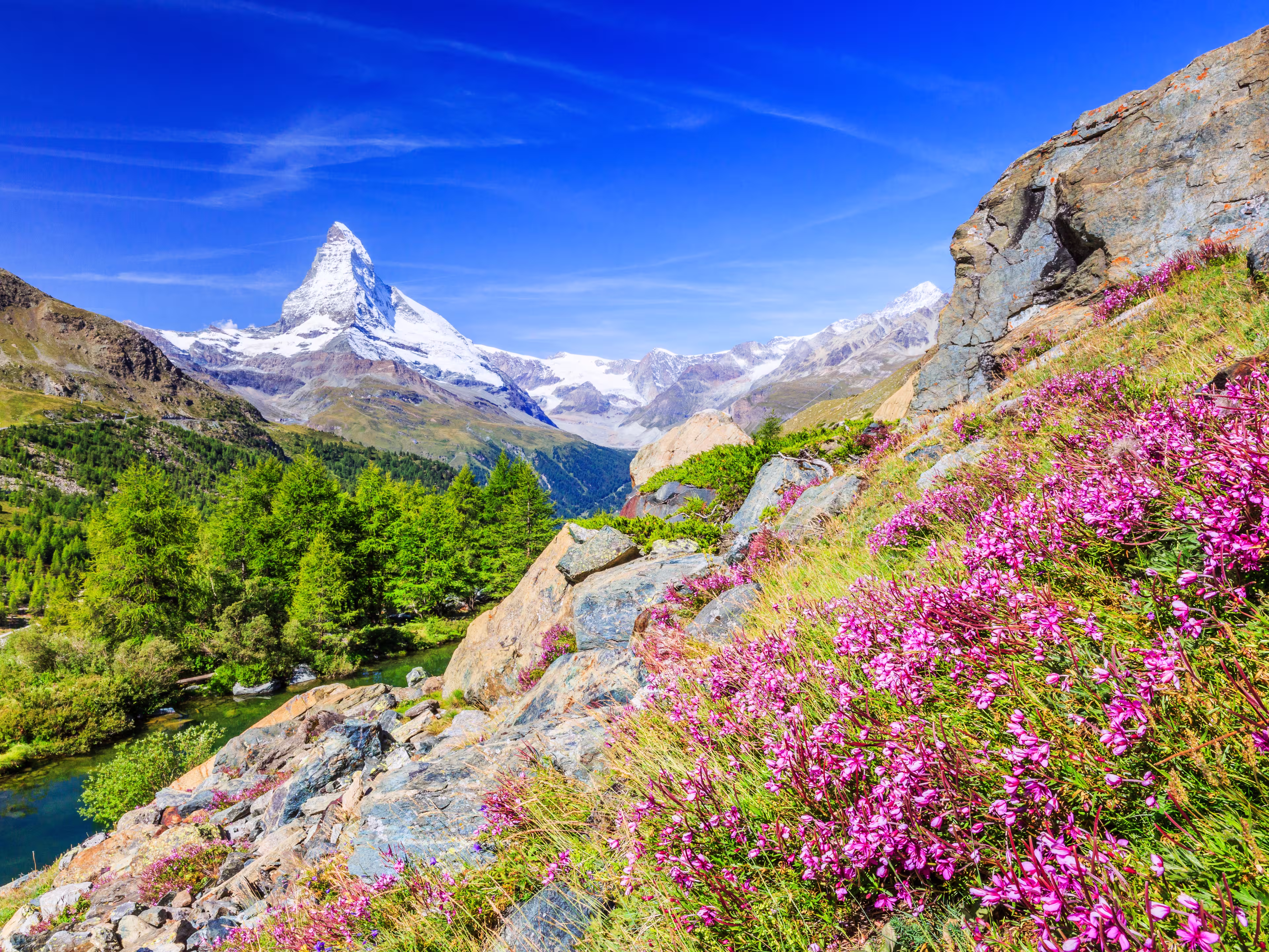 Zermatt, Switzerland. Matterhorn mountain near Grindjisee Lake with flowers in the foreground. Canton of Valais.