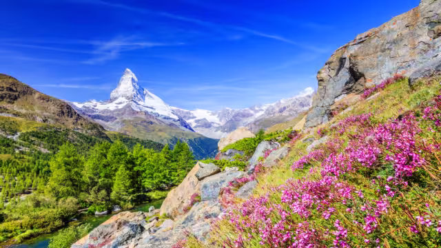 Zermatt, Switzerland. Matterhorn mountain near Grindjisee Lake with flowers in the foreground. Canton of Valais.