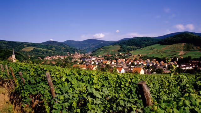 Weinberge Elsass