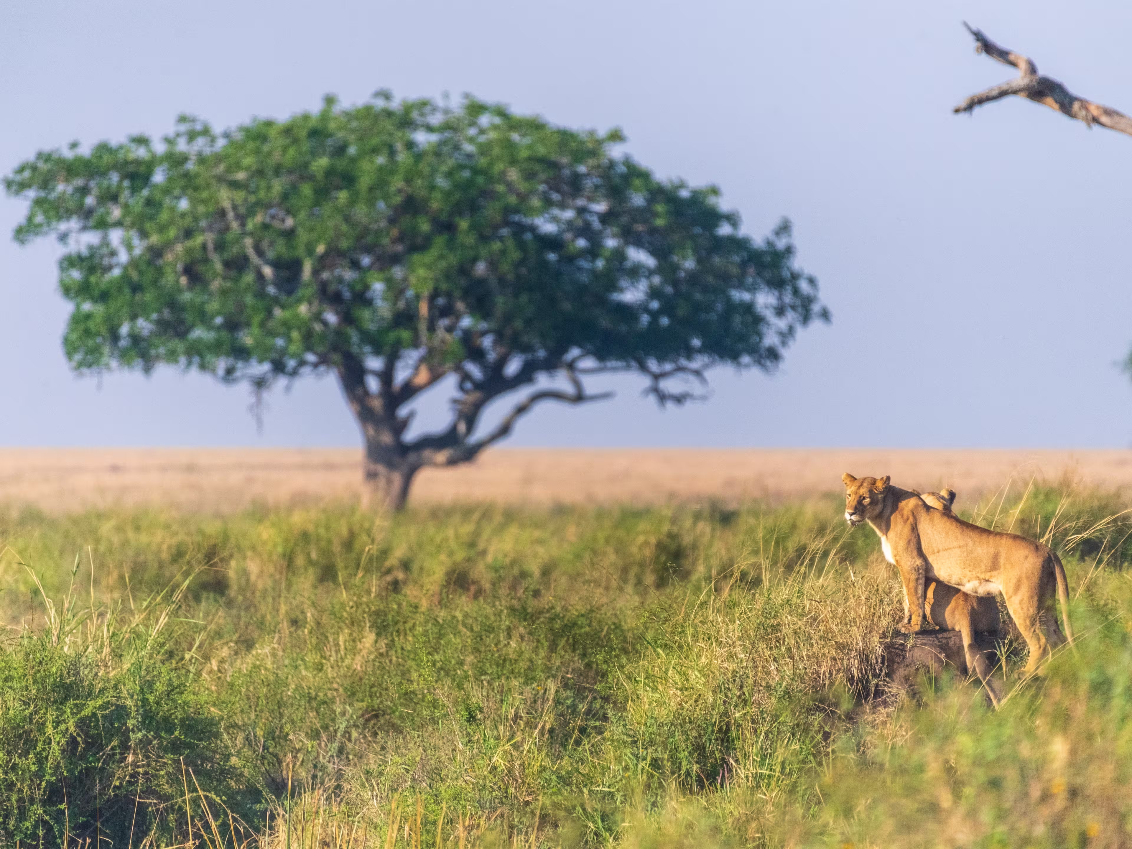 Close-up of two female lions -Panthera Leo- overlooking the expansive landscape of the Serengeti, Tanzania, in the golden light of the early morning