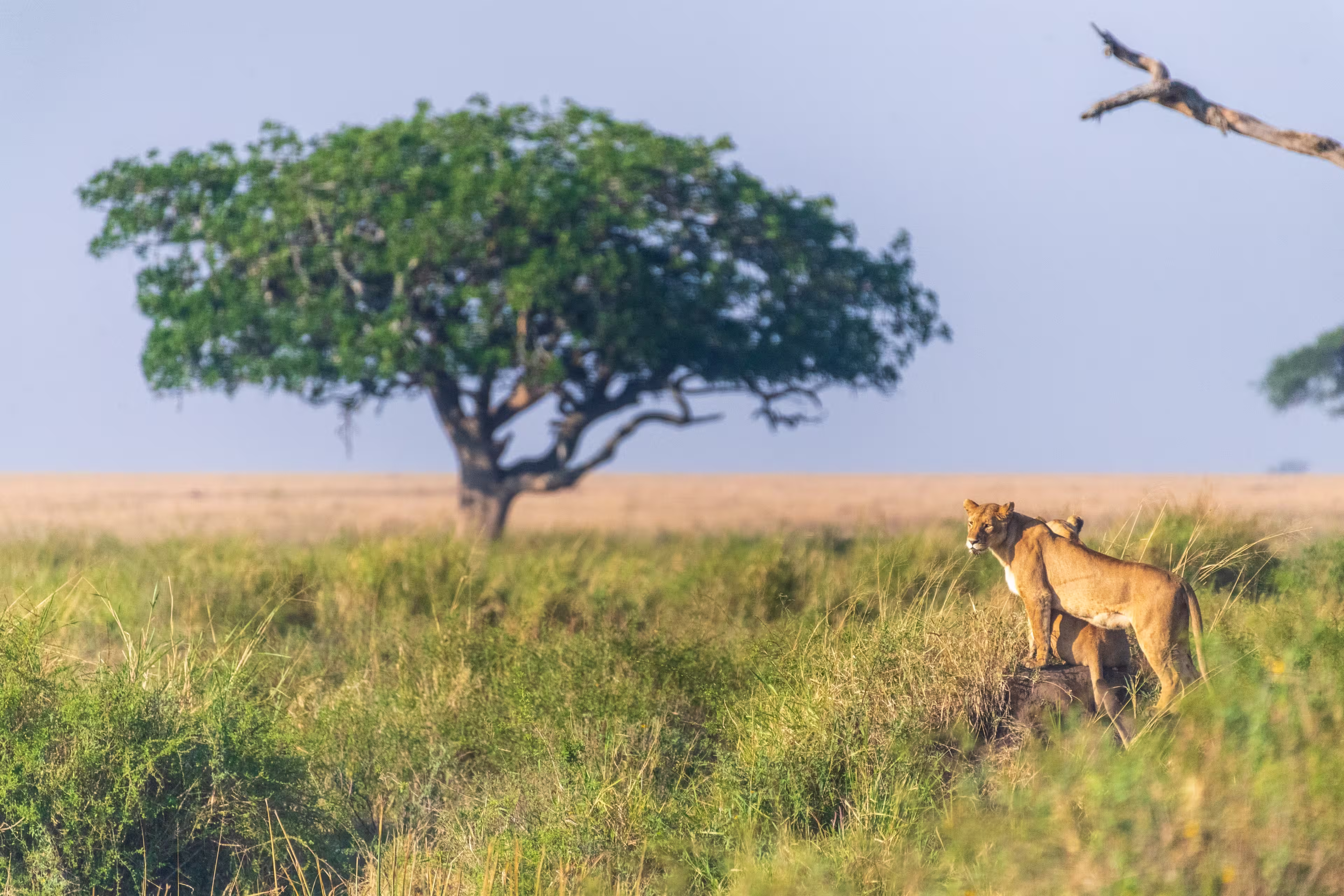 Close-up of two female lions -Panthera Leo- overlooking the expansive landscape of the Serengeti, Tanzania, in the golden light of the early morning