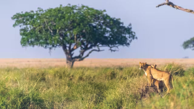 Close-up of two female lions -Panthera Leo- overlooking the expansive landscape of the Serengeti, Tanzania, in the golden light of the early morning