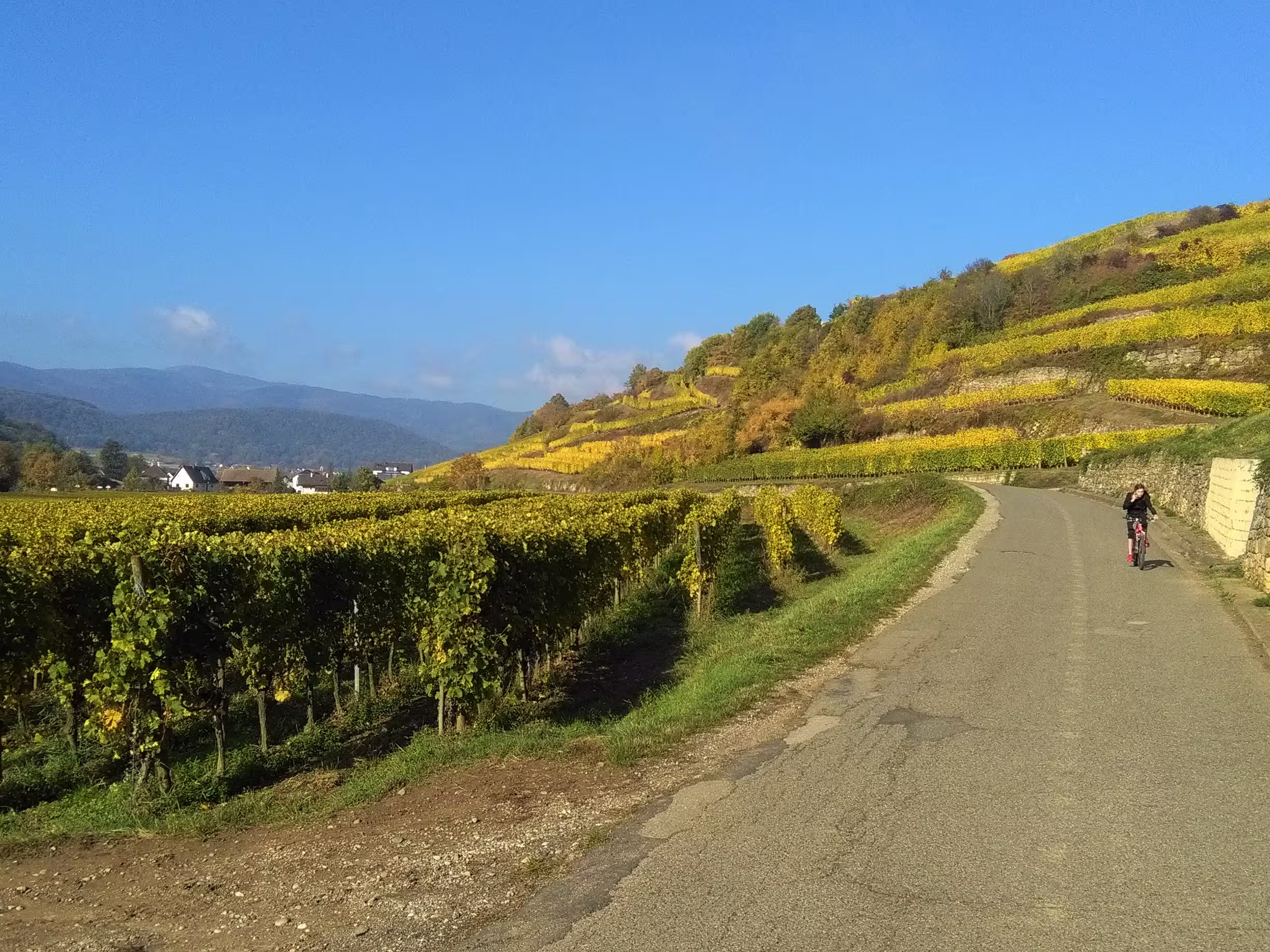 Weinberge Elsass