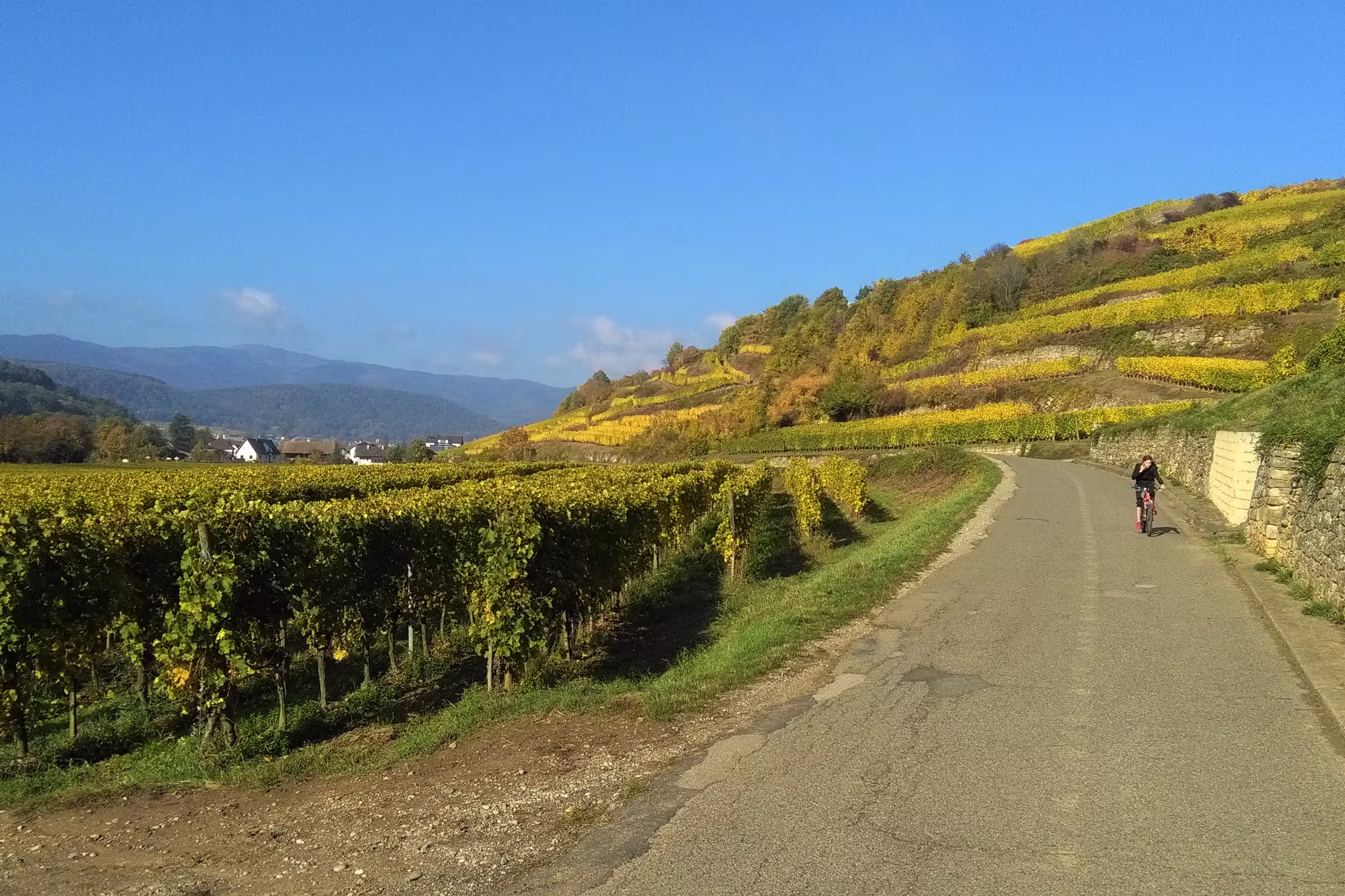 Weinberge Elsass