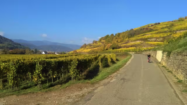 Weinberge Elsass