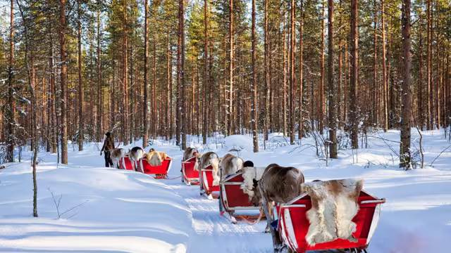 Reindeer sledding caravan safari with people in winter forest at Rovaniemi, Lapland, Northern Finland.
