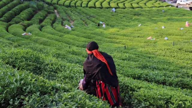 Tea picking in Rize, Turkey
