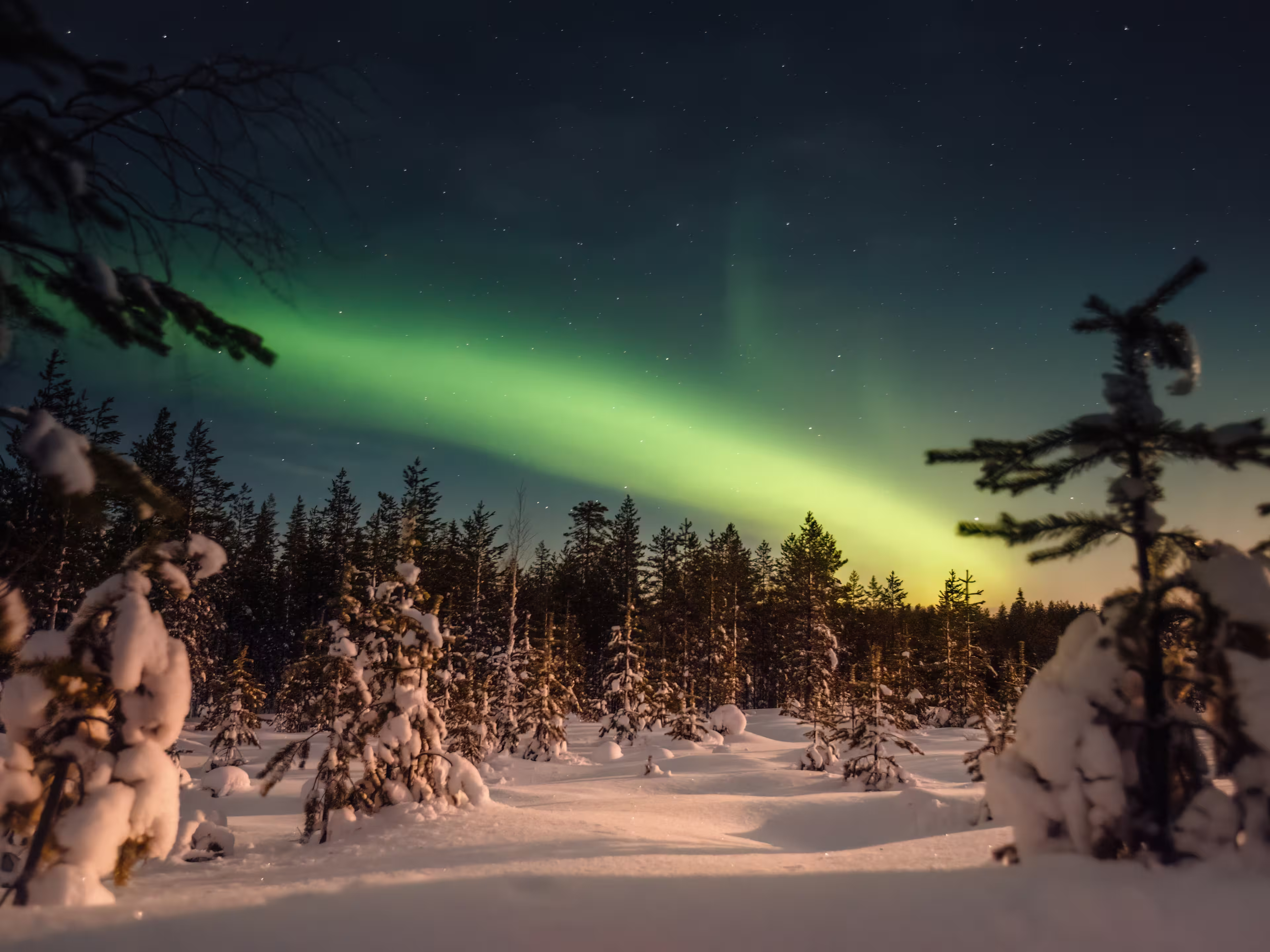 Northern lights over snowy forest outside of Rovaniemi, Lapland