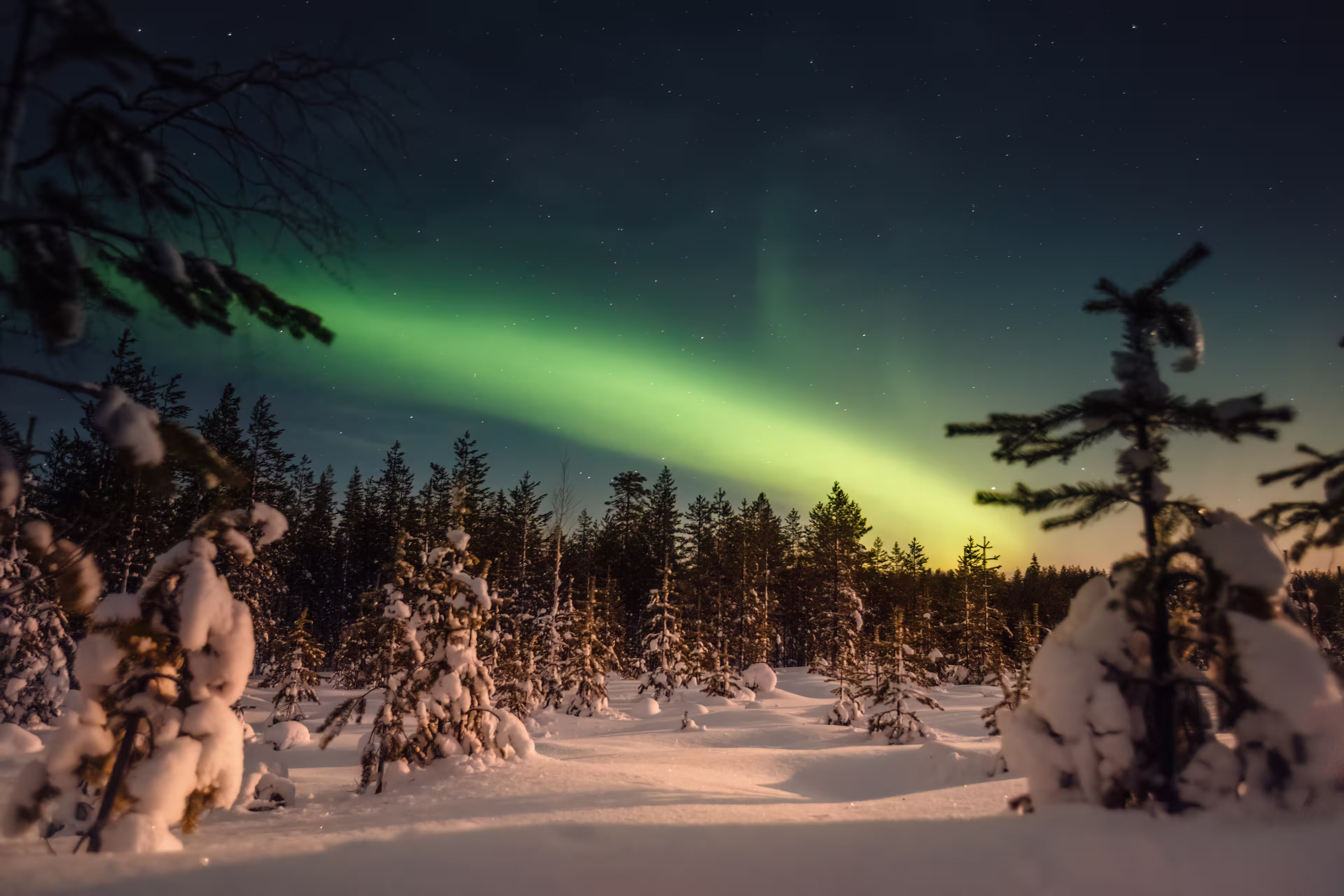 Northern lights over snowy forest outside of Rovaniemi, Lapland