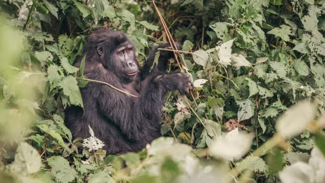 Gorilla munching on leaves in Bwindi Impenetrable Forest in Uganda