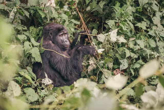Gorilla munching on leaves in Bwindi Impenetrable Forest in Uganda