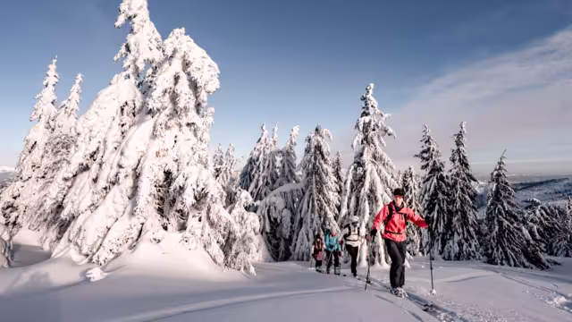 Mountaineer backcountry ski waling in the mountains. Ski touring in high alpine landscape with snowy trees. Adventure winter extreme sport.