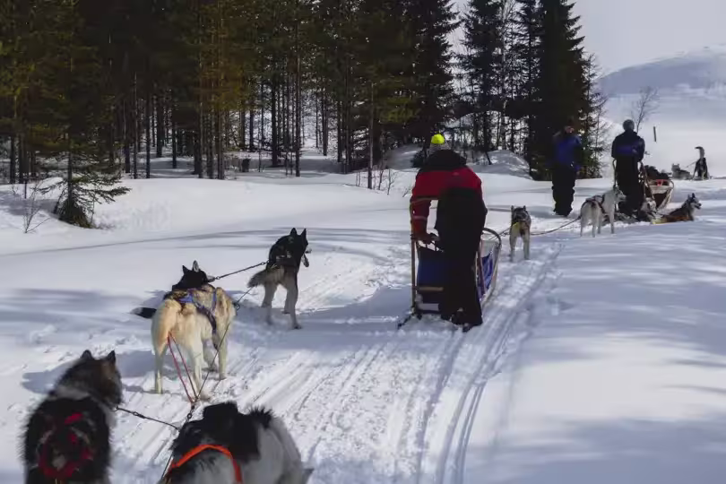 Finnland – Husky-Safari durch die Winterlandschaft