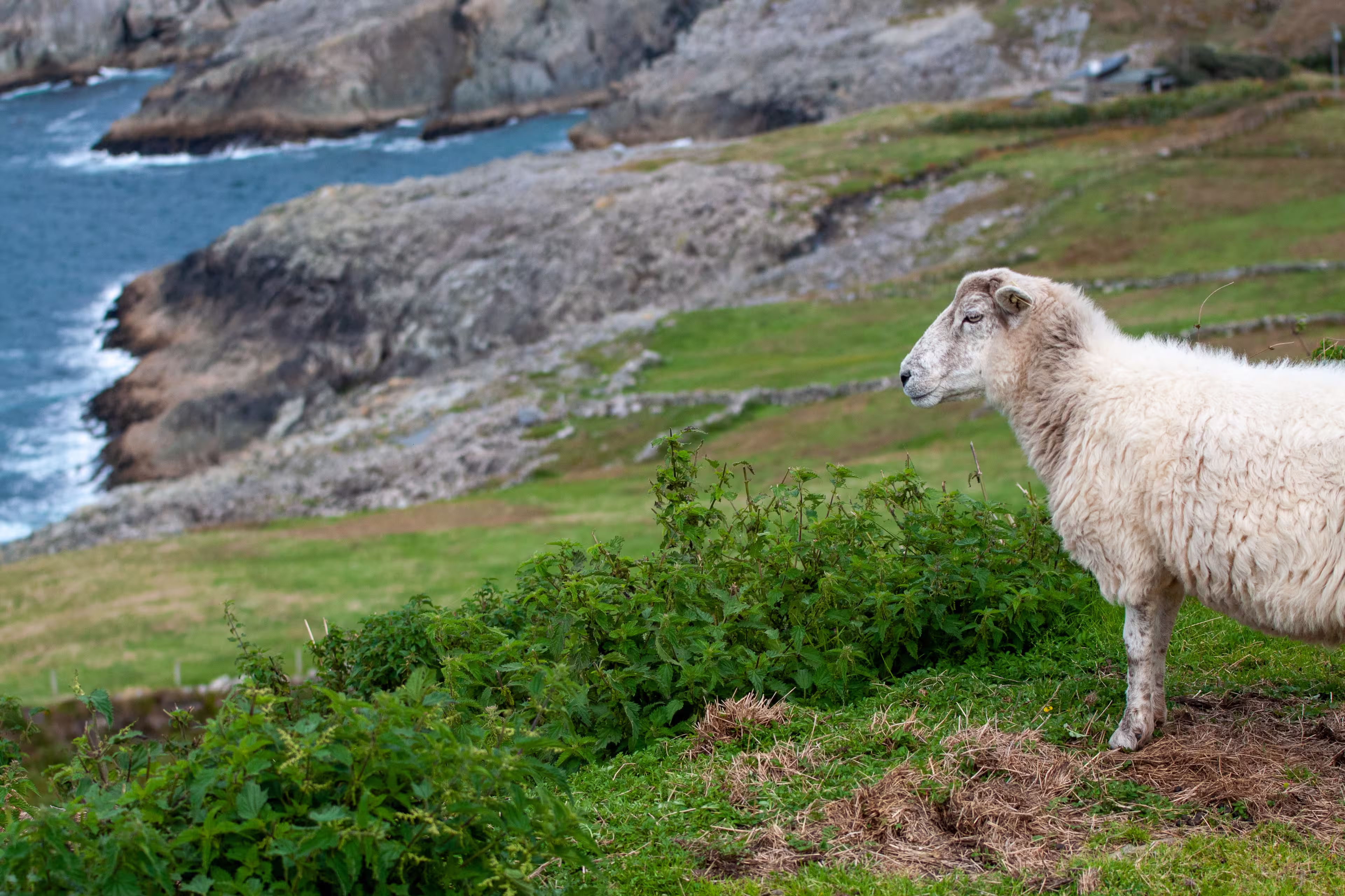Insel in West Cork, Irland