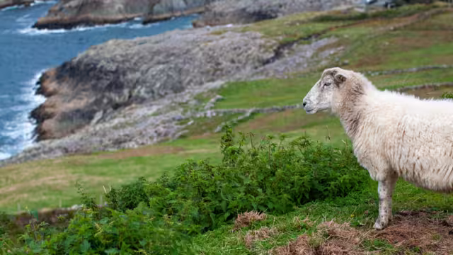 Insel in West Cork, Irland