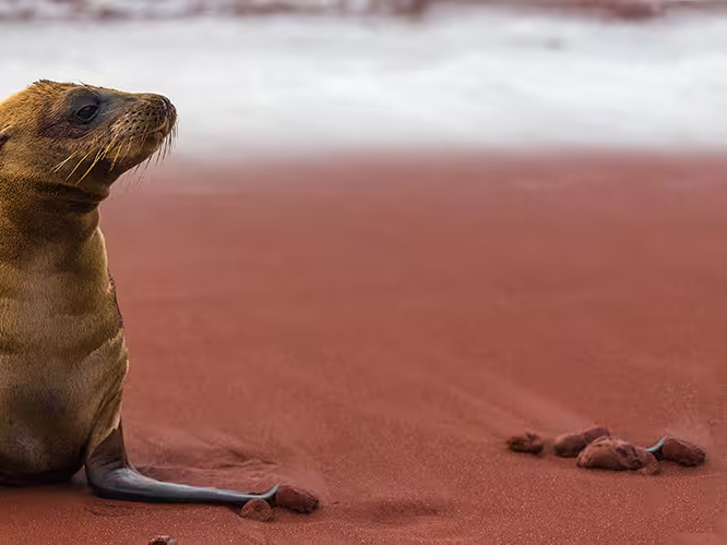 Baby sea lion on rust beach, Isla Rabida, Galapagos Islands
