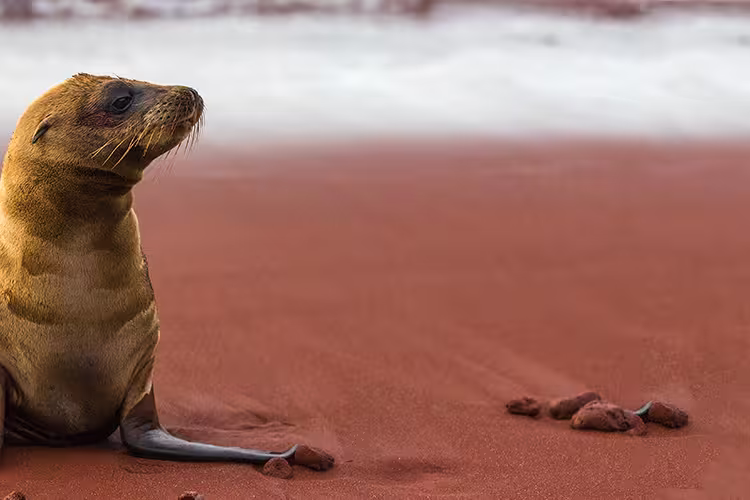 Galapagos Adventure: Northern Islands (Grand Daphne) - 1