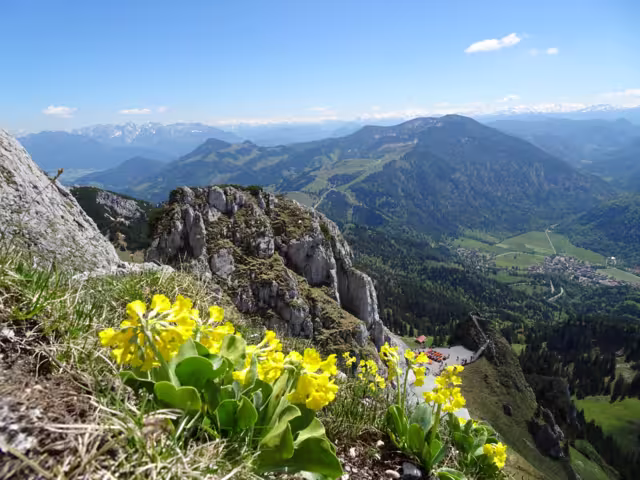 Berge & Almblumen