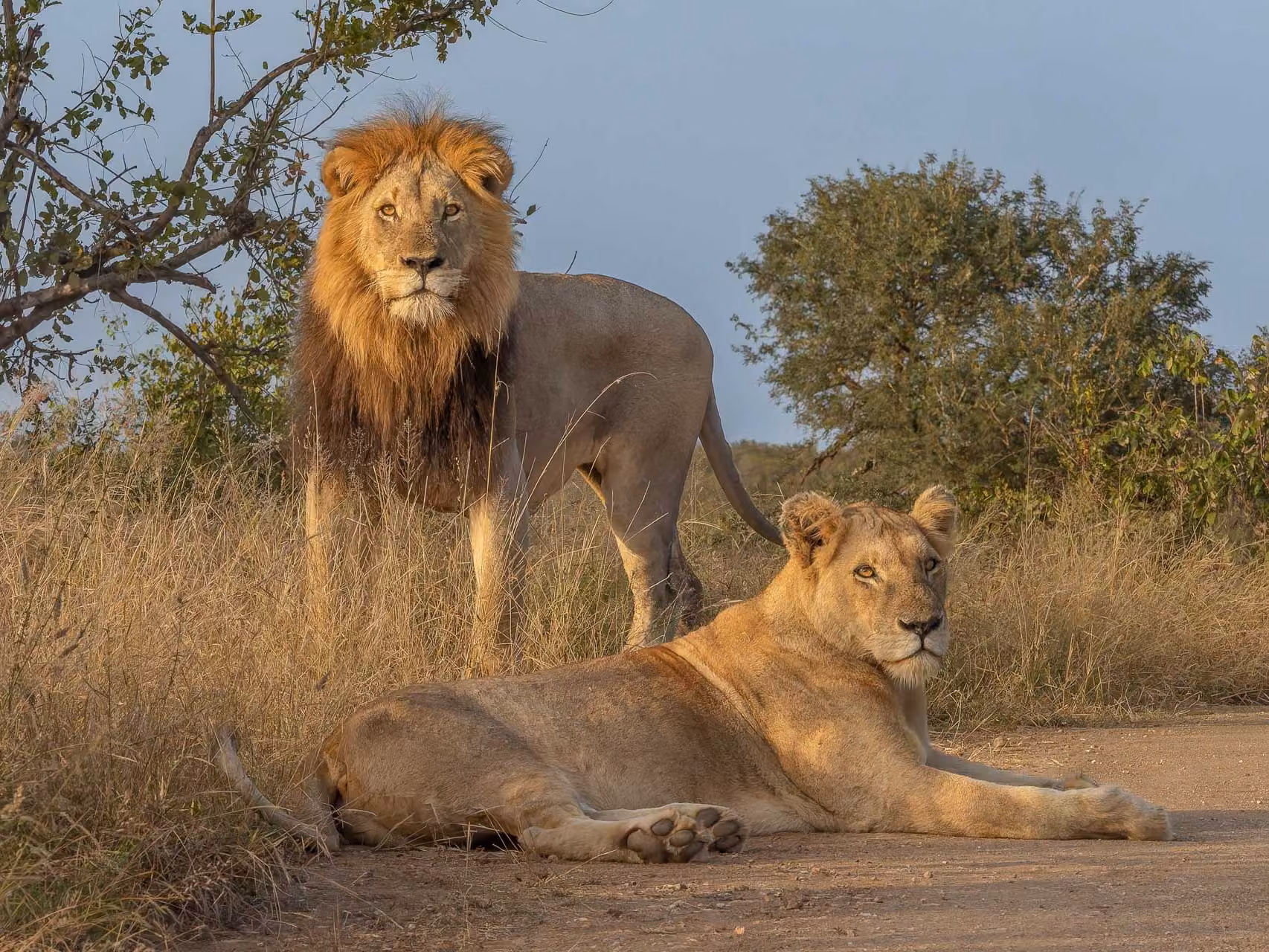 A pair of male and female lions spotted on safari in Kruger National Park