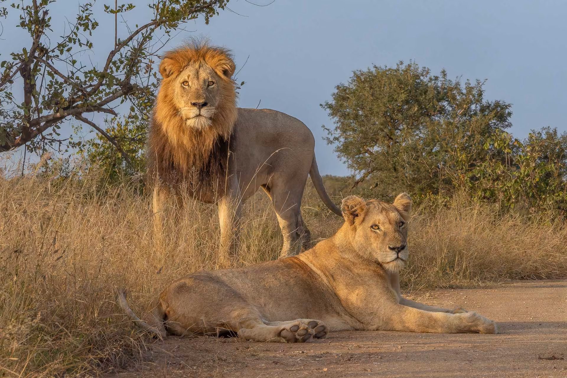 A pair of male and female lions spotted on safari in Kruger National Park