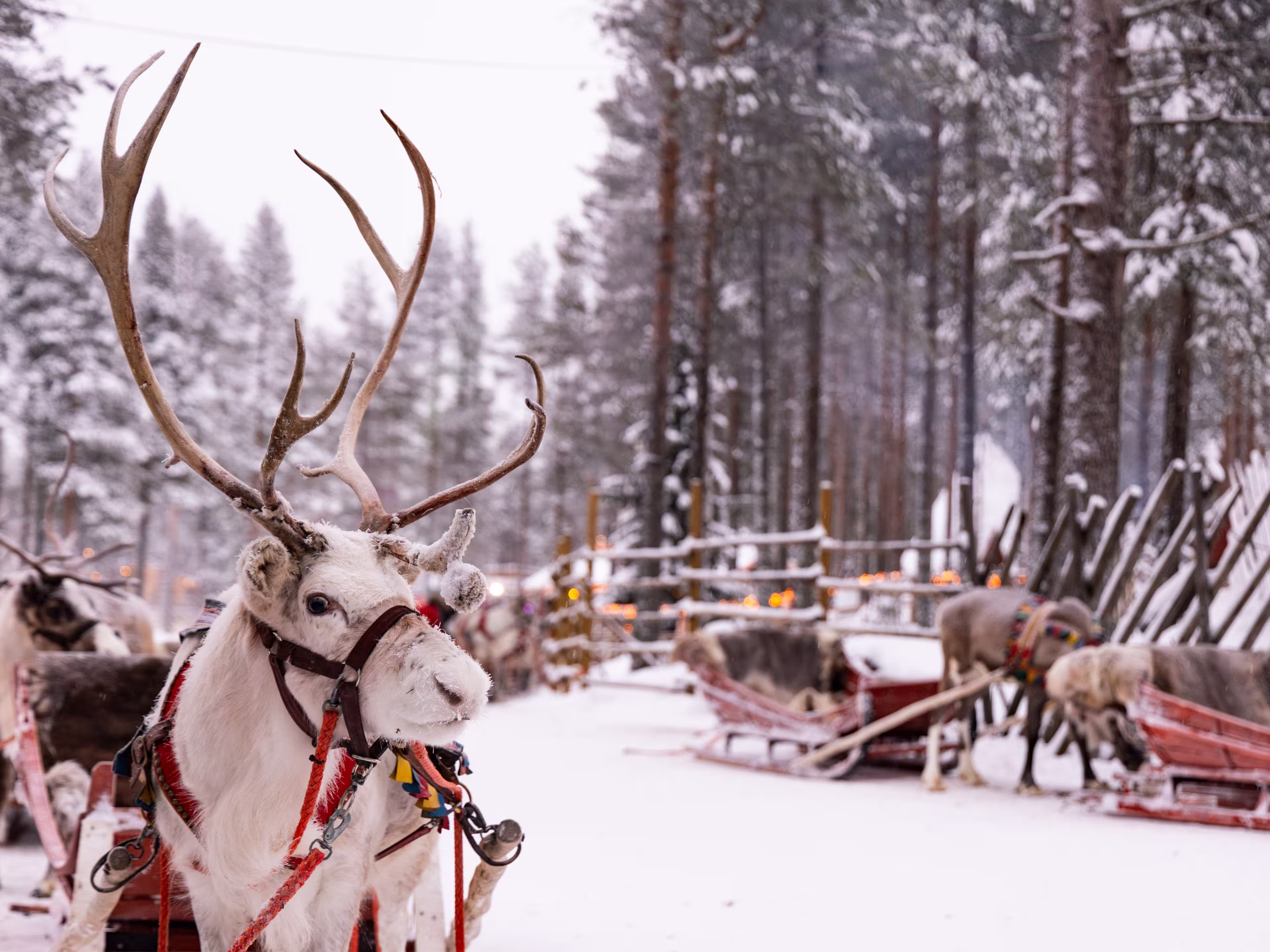 Portrait of a white reindeer with majestic antlers in snowy Lapland forest. Happiness. Calm and serene, ready to pull the sleigh. Christmas magic at Santa Claus Village in Rovaniemi. Winter time.