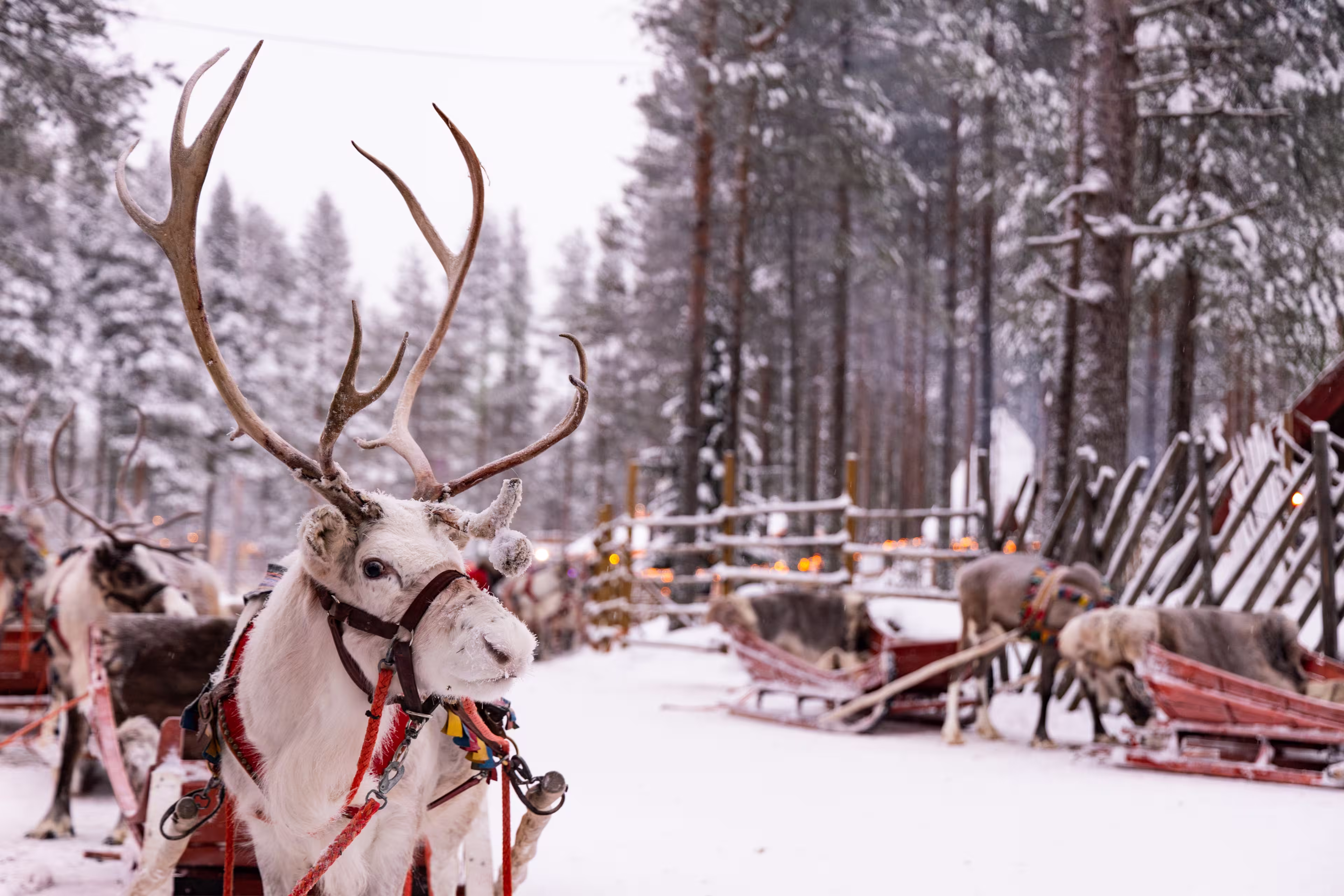 Portrait of a white reindeer with majestic antlers in snowy Lapland forest. Happiness. Calm and serene, ready to pull the sleigh. Christmas magic at Santa Claus Village in Rovaniemi. Winter time.