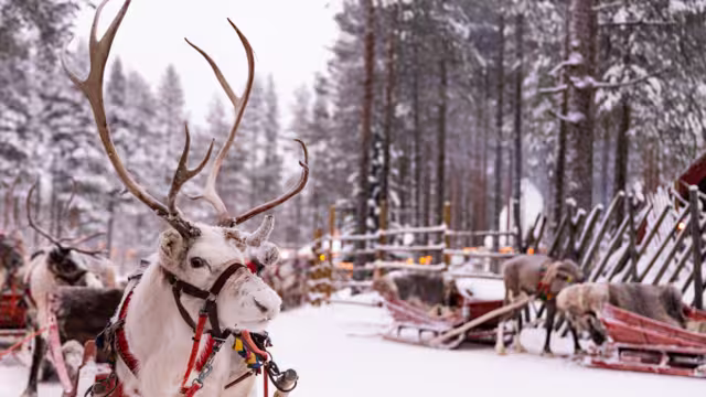 Portrait of a white reindeer with majestic antlers in snowy Lapland forest. Happiness. Calm and serene, ready to pull the sleigh. Christmas magic at Santa Claus Village in Rovaniemi. Winter time.