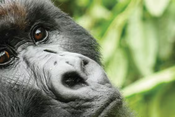 Victoria Falls to Gorillas - 1