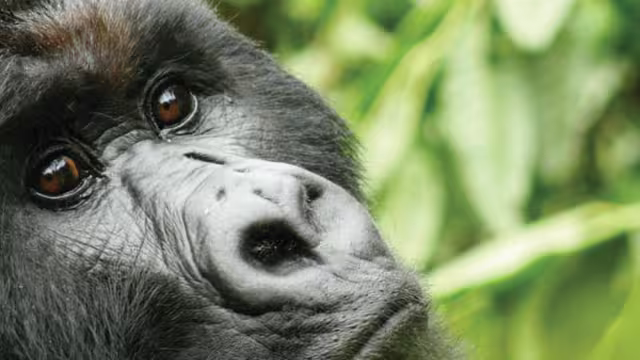 Close up of a Gorilla, Rwanda