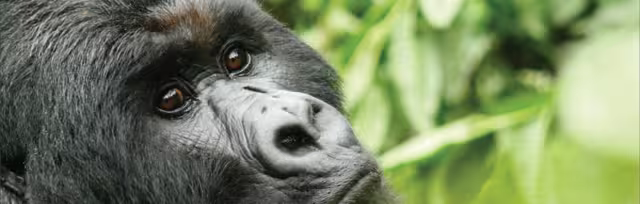 Victoria Falls to Gorillas - 1