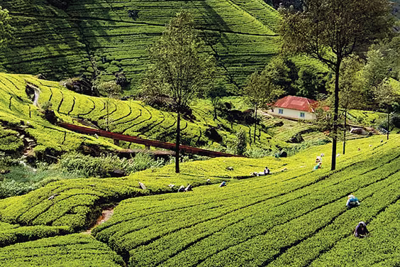 Tea plantation