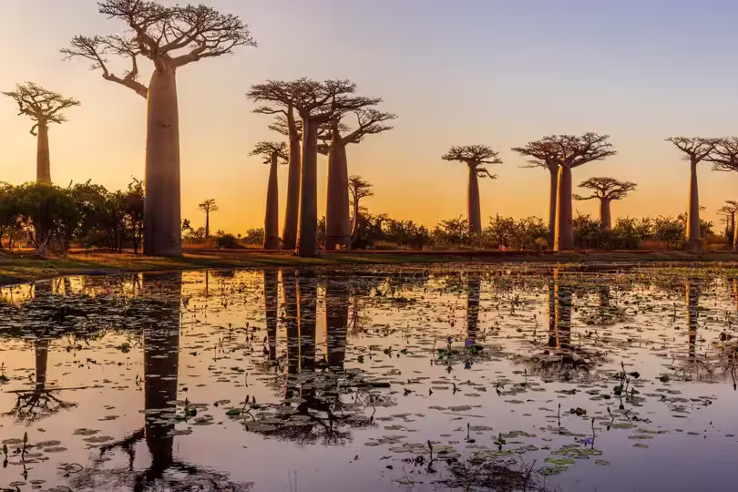 Madagaskar – Baobabs, Lemuren & Tsingys