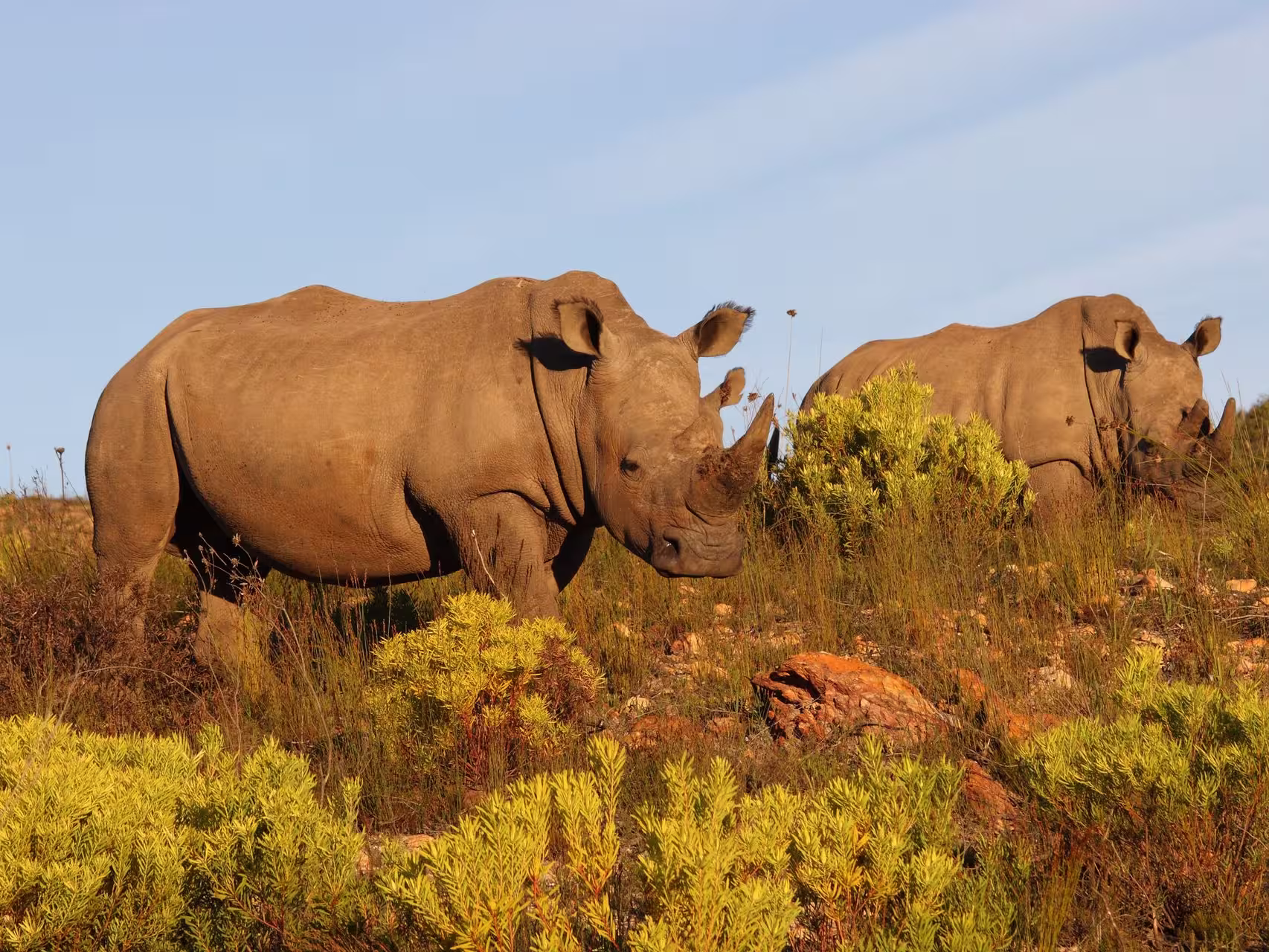 Rhinos seen on safari in Botlierskop Private Game Reserve