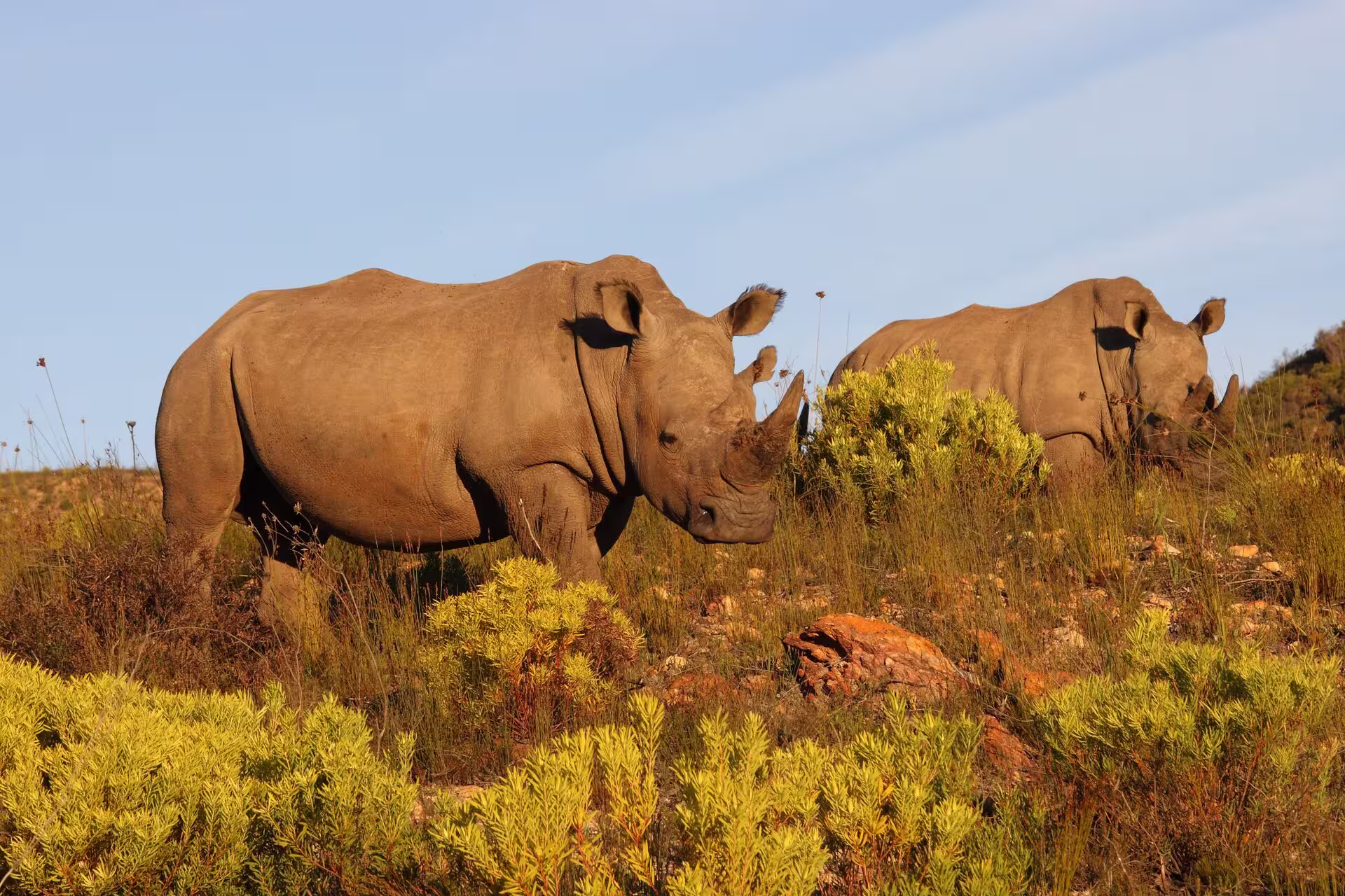 Rhinos seen on safari in Botlierskop Private Game Reserve