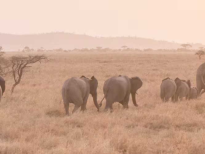 Serengeti Trail - 1