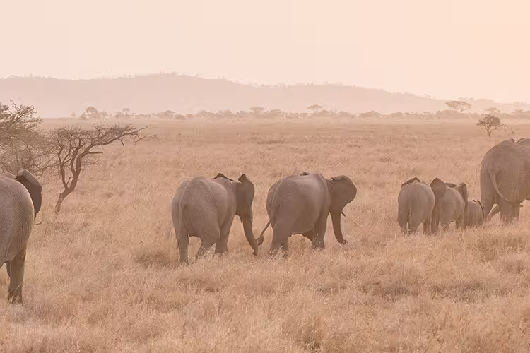 Serengeti Trail - 1