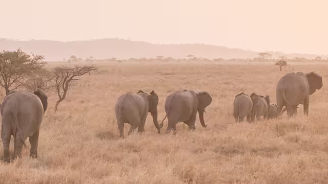 Serengeti Trail - 1