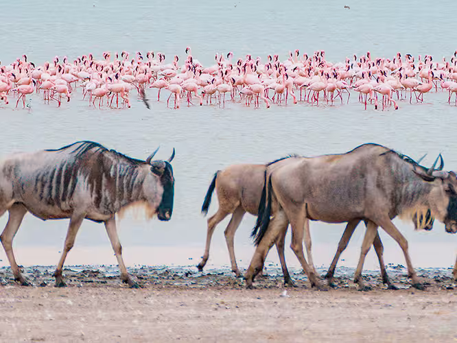 Best of East Africa - 1